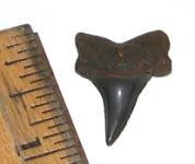 Isurus Retroflexus Shark Tooth